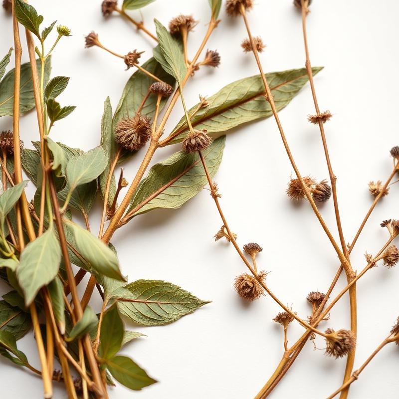 Herbal Extracts